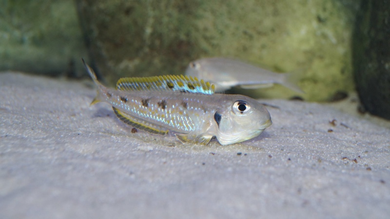 Xenotilapia singularis 'Kekese'